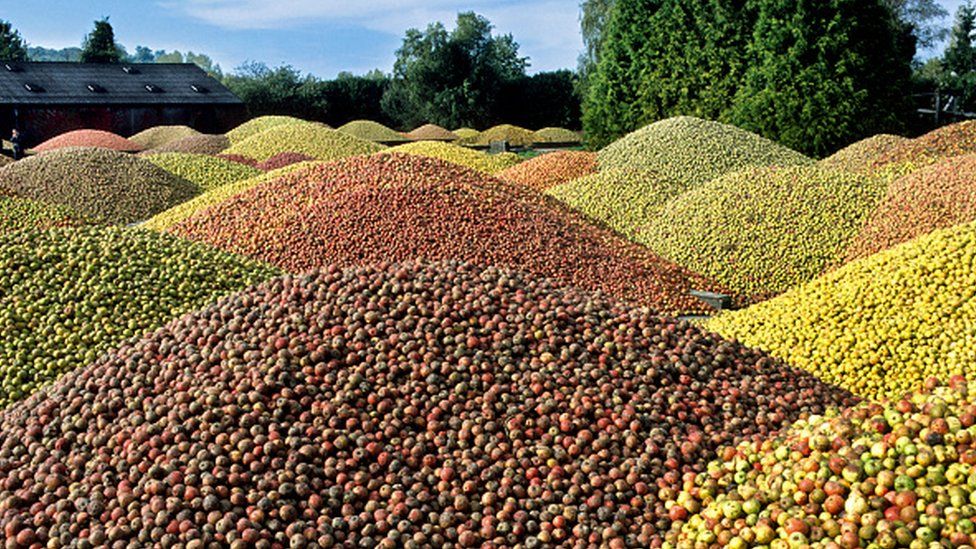 Piles of cider apples