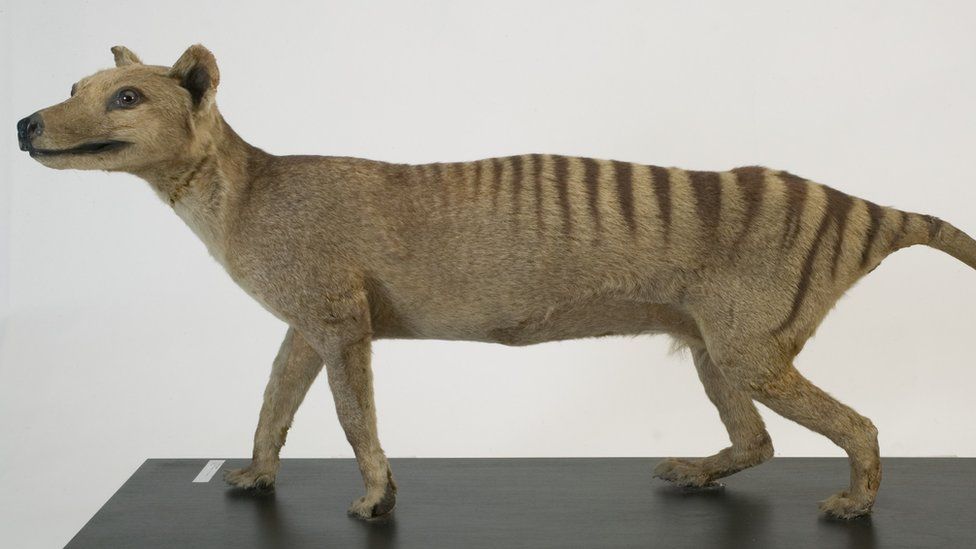 A Tasmanian tiger figurine in a museum