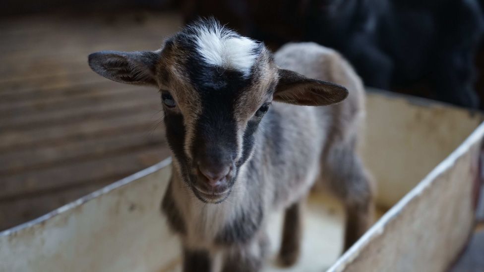 A baby goat at Goatland