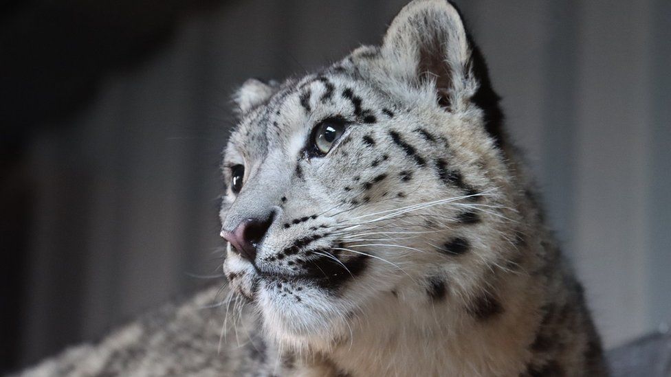 One of the two unnamed snow leopard cubs now homed at Northumberland Country Zoo