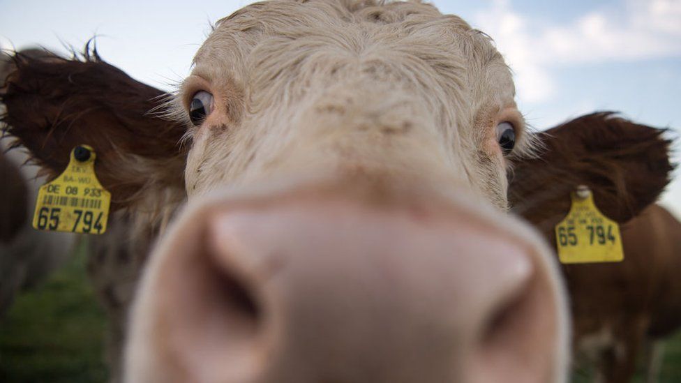 A close up of a cow staring at the camera