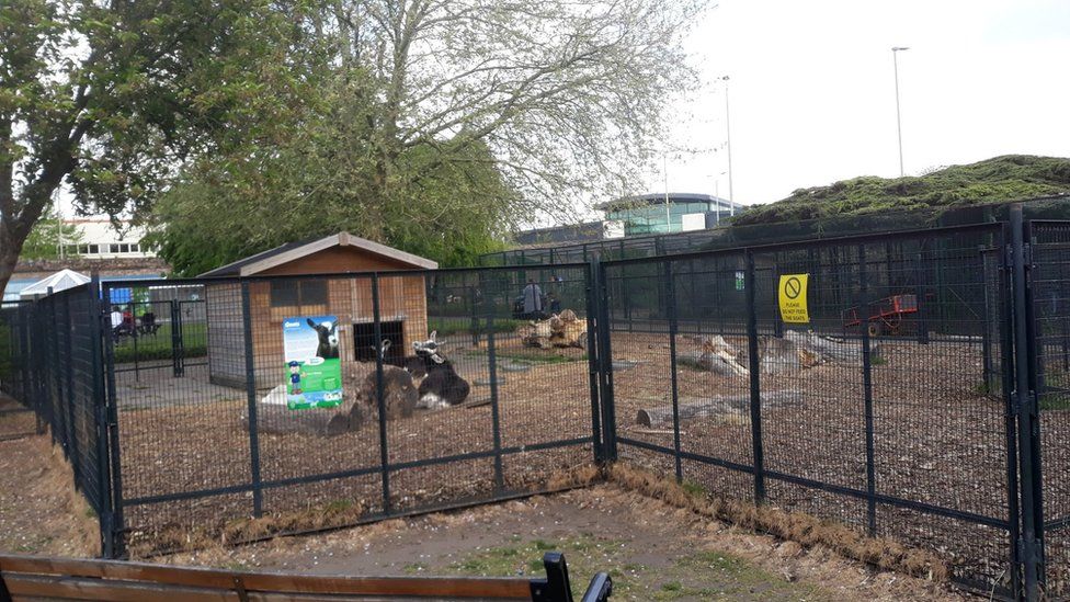 Pets Corner: Leicester park attraction closed after bird flu found - BBC  News
