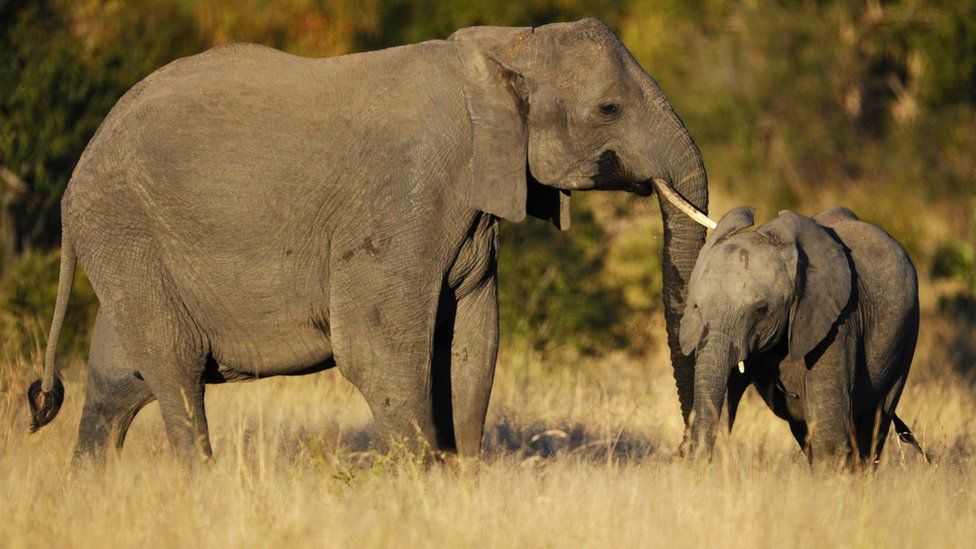 African elephant: strong, smart, but vulnerable