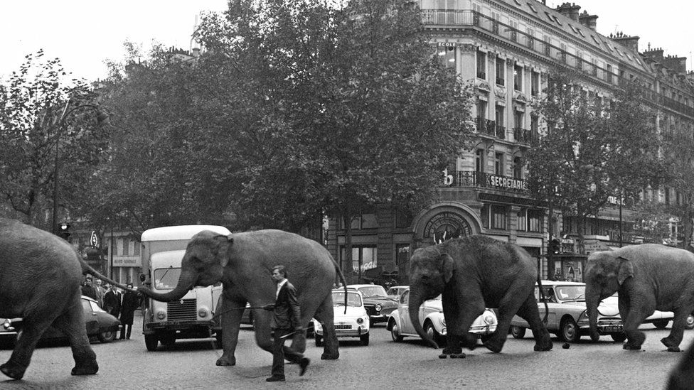 A line of elephants on a Paris street