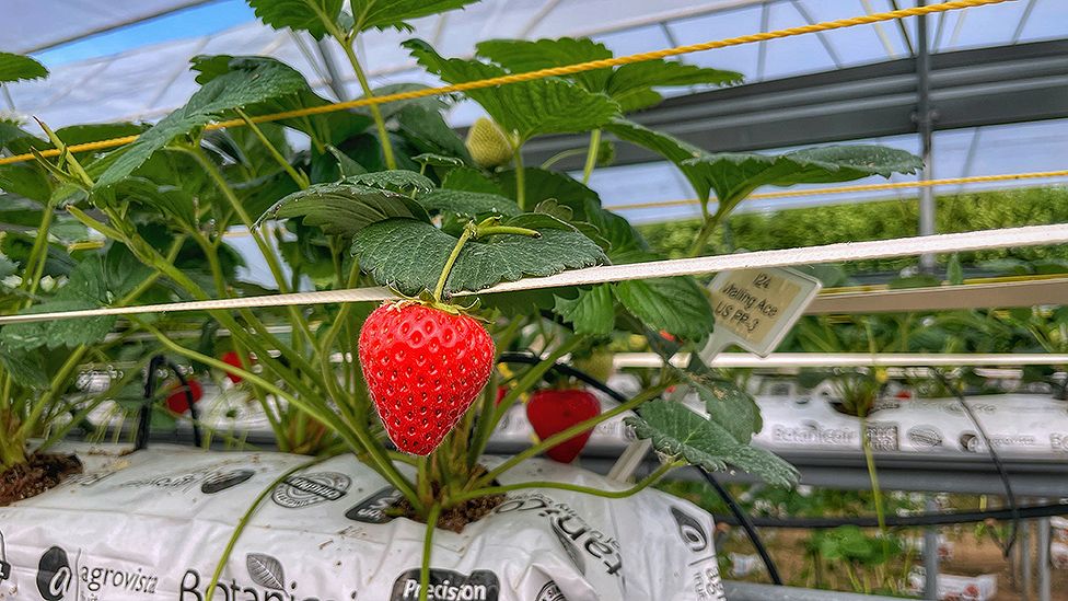 Farming strawberries at scale