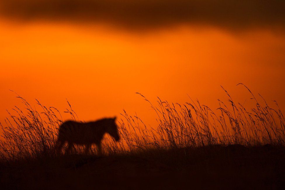 Stunning silhouettes show animals of Africa at sunrise and sunset - BBC News