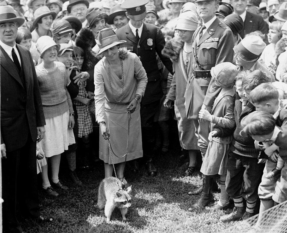 First Lady Grace Coolidge walks her pet raccoon on a leash with spectators looking on