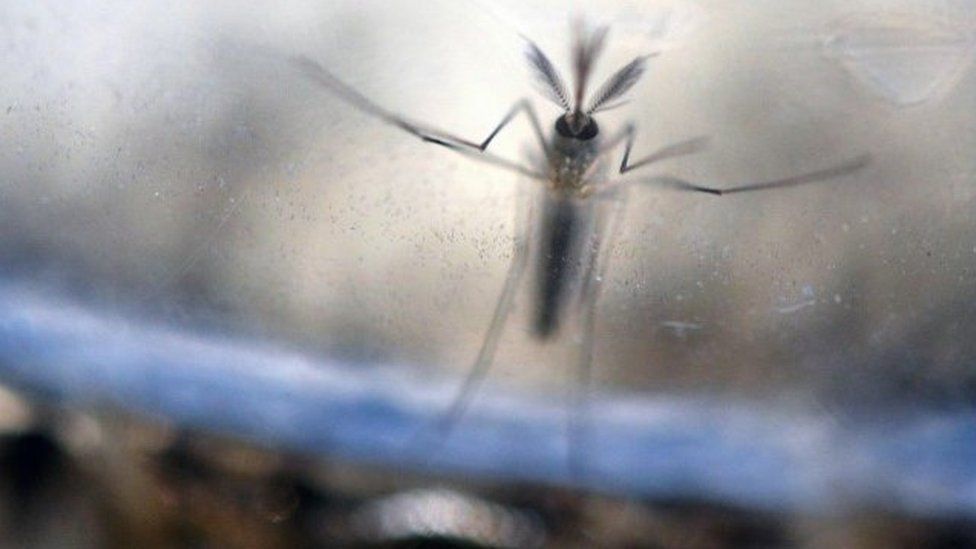 Aedes Aegypti mosquito