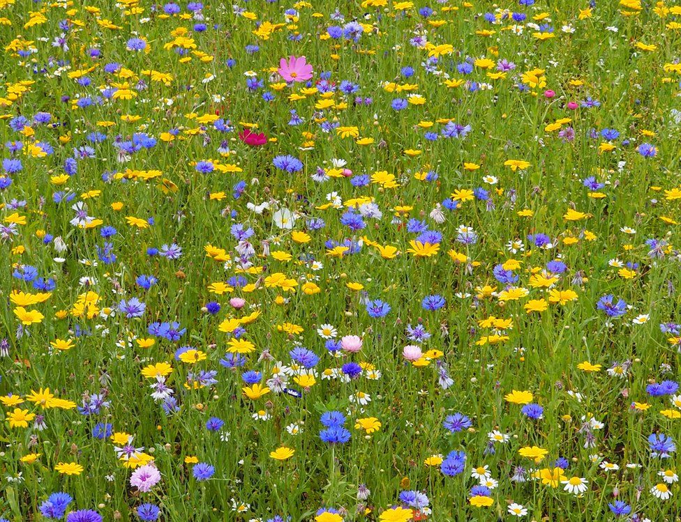 Wild flowers in a field