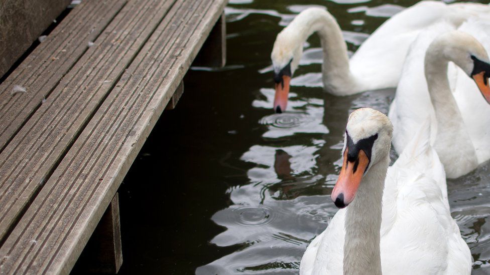 Swans in Stratford-upon-Avon