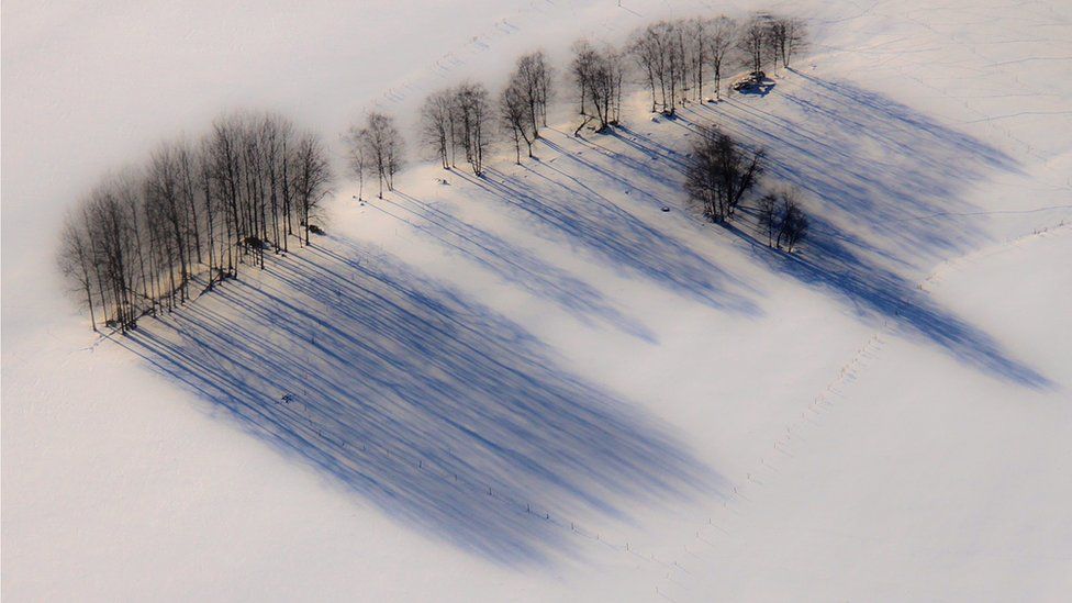 Trees from above