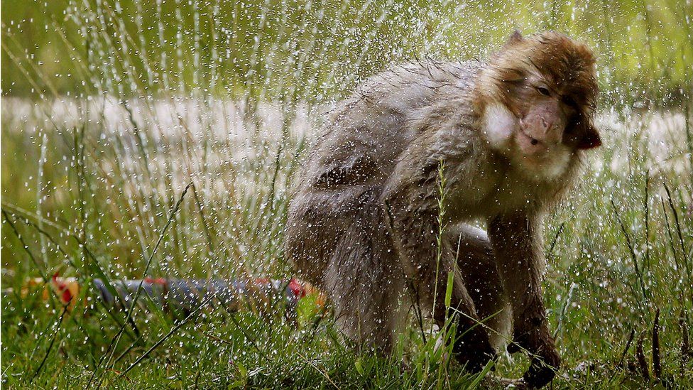 Barbary macaques at Blair Drummond Safari Park near Stirling enjoy a cool shower