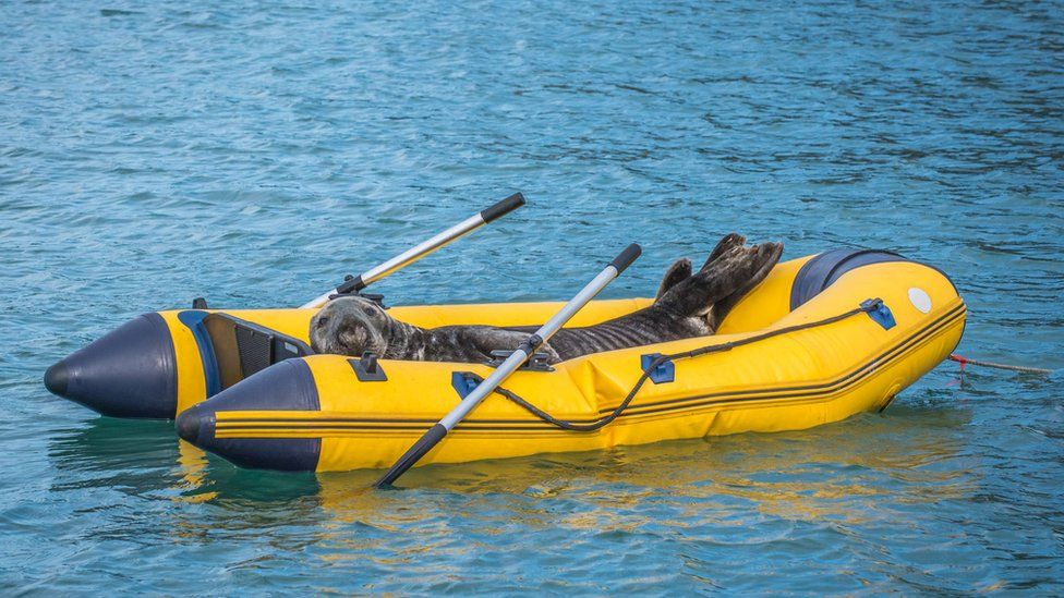 seal in a dinghy