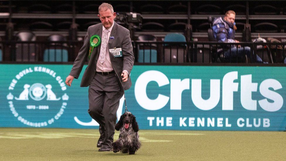 Man with big green rosette with small, black cocker spaniel running around the course