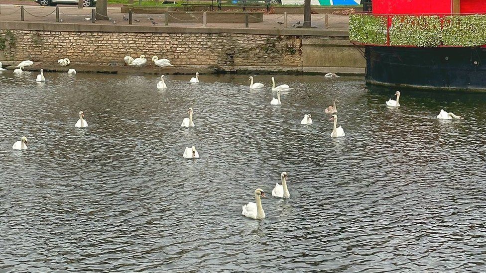 Swans in water in Peterborough