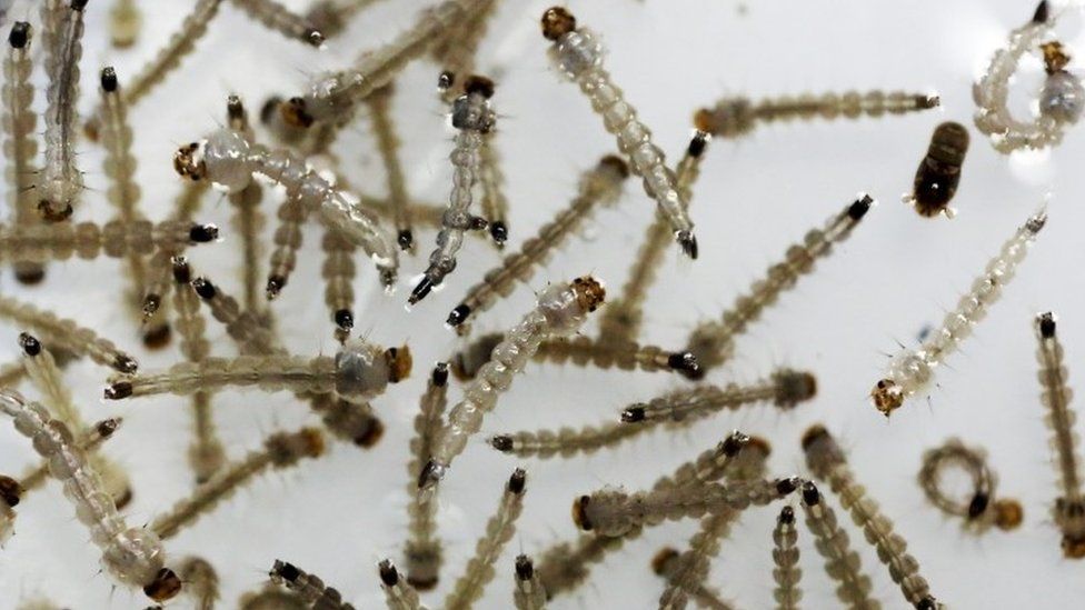 The larvae of Aedes aegypti mosquito are seen inside Oxitec laboratory in Campinas, Brazil (02 February 2016)