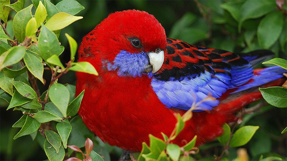 Australian parrot