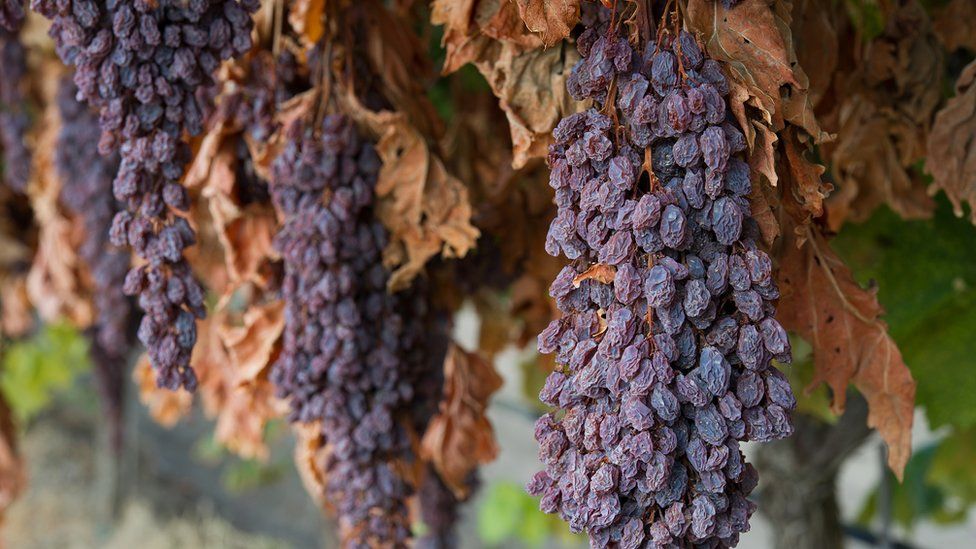 Raisins growing on the vine in California, US