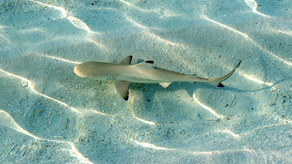 A small shark with black tipped fins and tail swims in shallow water