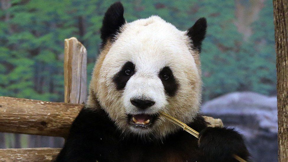 Panda Er Shun eating bamboo at the Toronto Zoo in 2014