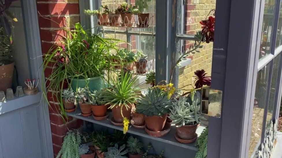 Porch full of plants