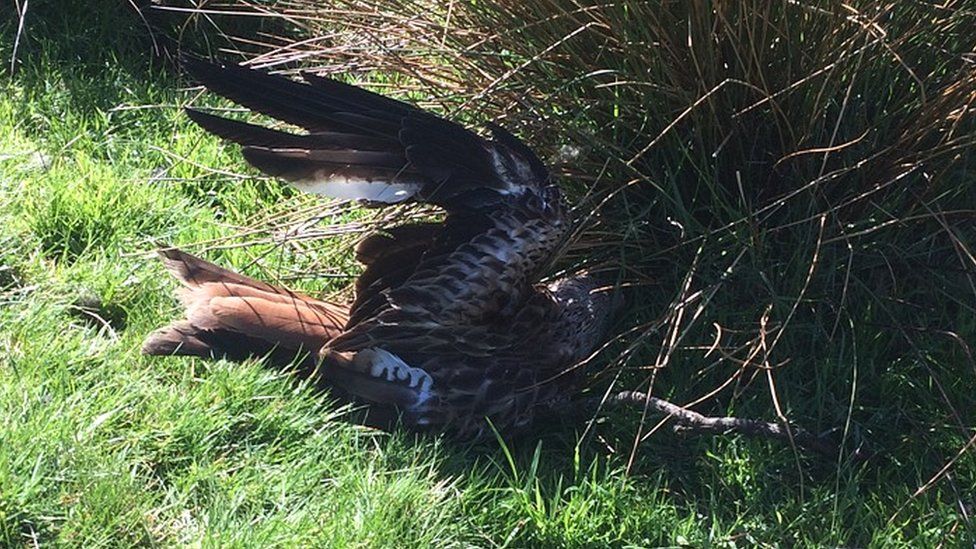 North Yorkshire red kite killing seventh in two months BBC News