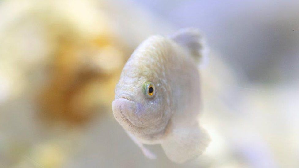 Whipsnade Zoo Aquarium Recreates Habitats For Endangered Fish