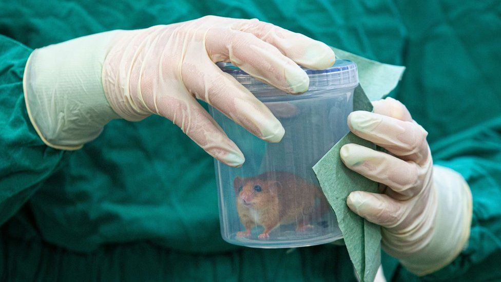 A dormouse in a container