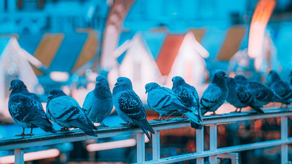 Market Pigeons by Dave Kingdom