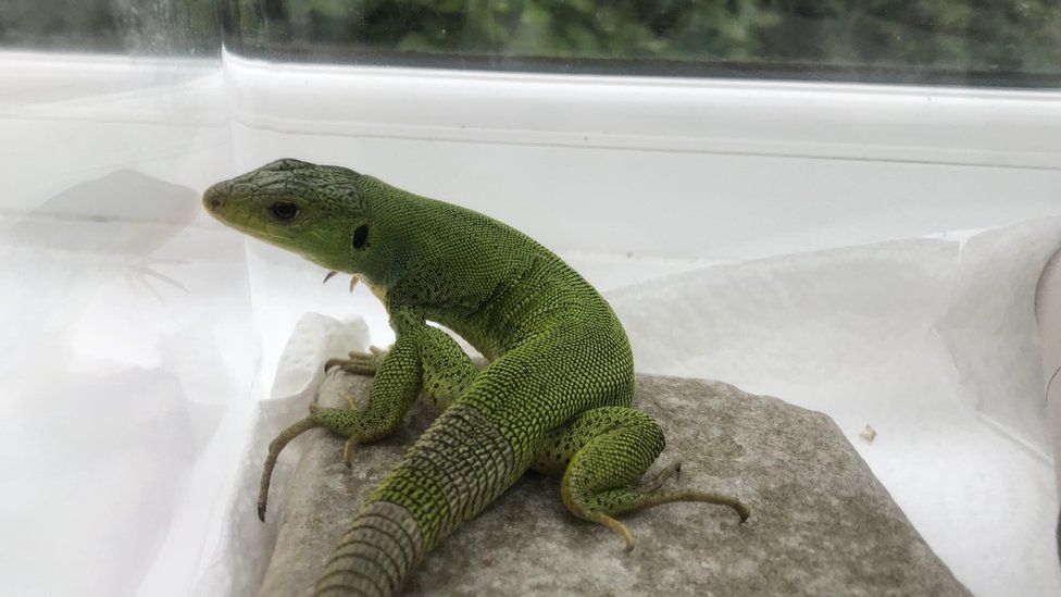 Green Balkan lizard