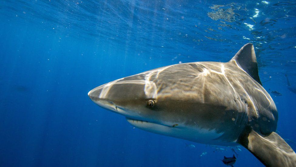 A file image shows a bull shark