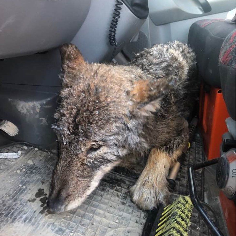 In this photo, the wolf lies on the floor of a car