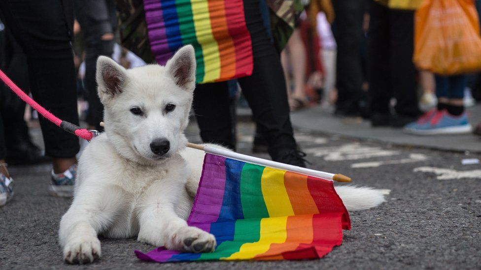 Dog-carrying-Pride-flag.