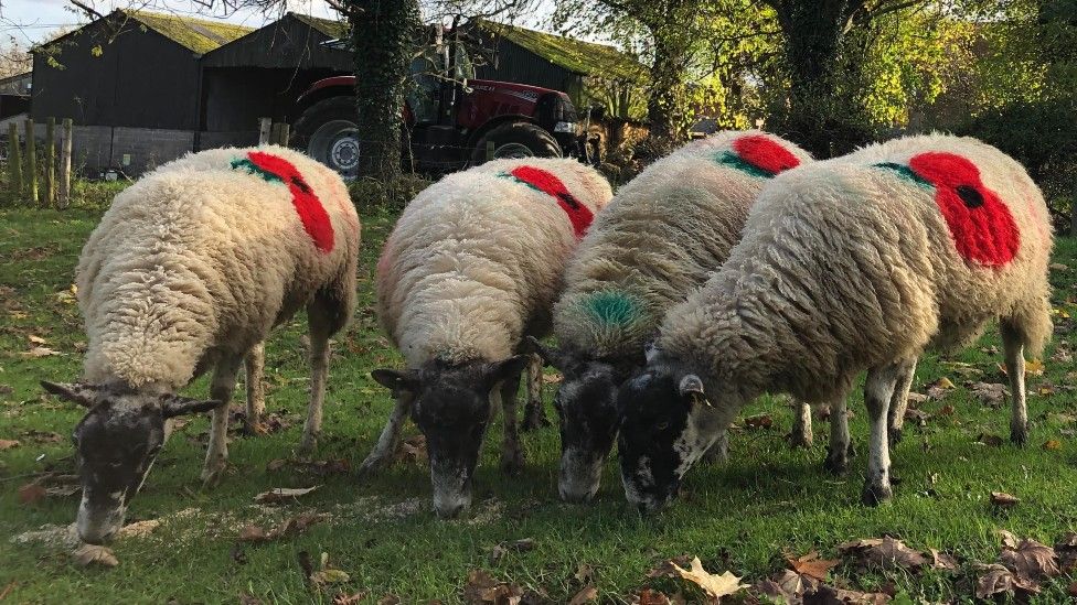 Three sheep with a poppy pattern in their fleece