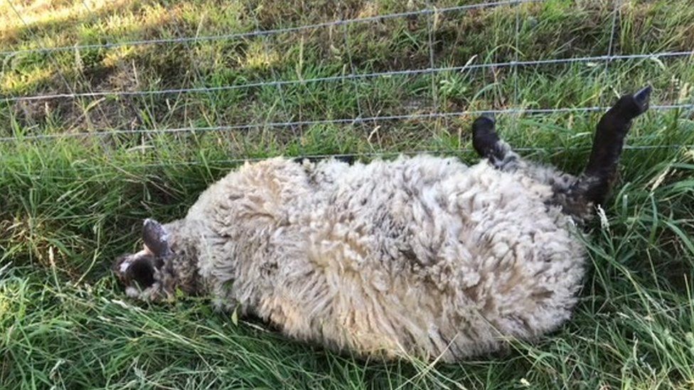 One of the sheep attacked on the Rashley's smallholding by two husky dogs