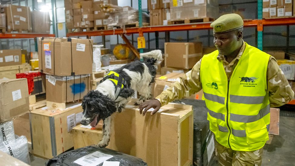 A springer spaniel walking over boxes at a warehouse in Jomo Kenyatta International Airport with a handler by their side - Nairobi, Kenya