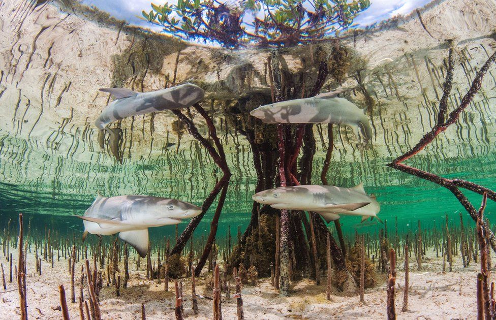 An underwater photo of two young lemon sharks amongst mangrove roots