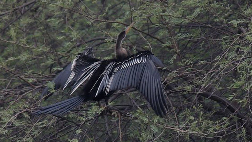 Darter or snakebird in Bharatpur