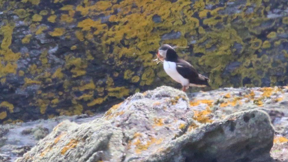 Puffin carrying nesting material