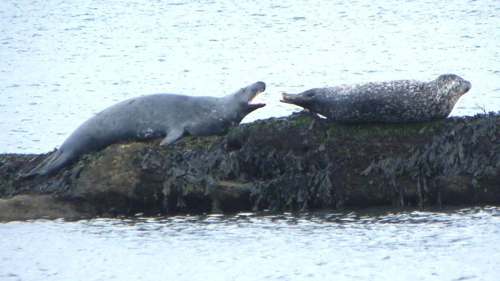 A grey seal and a harbour seal