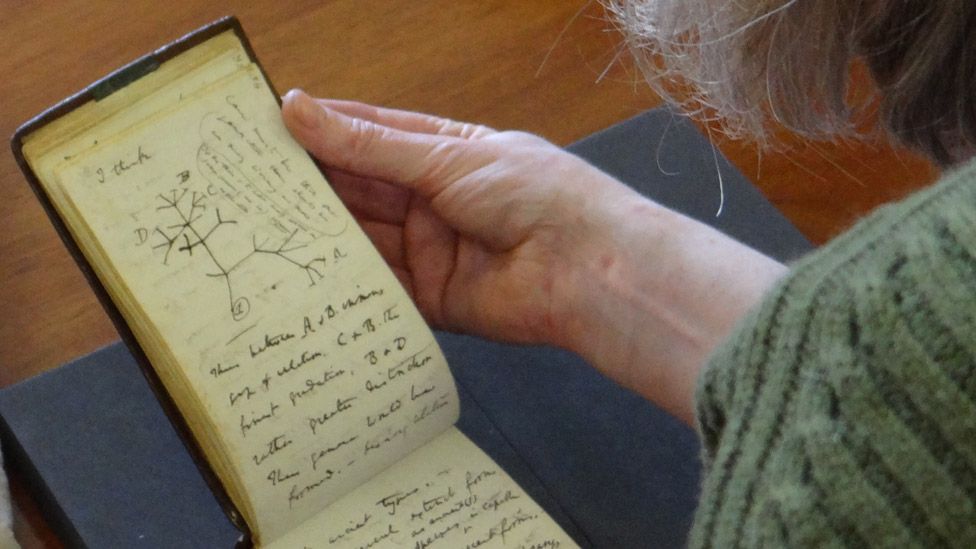 Dr Jessica Gardner handling the Charles Darwin notebook, open at the page showing his tree of life sketch