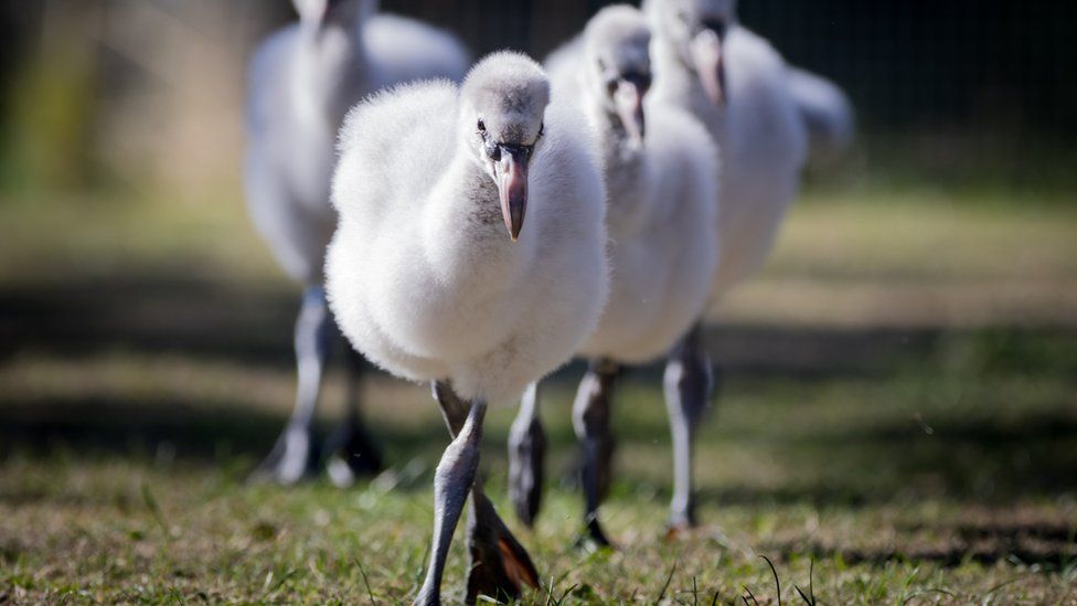 Flamingo chicks at Welsh Mountain Zoo