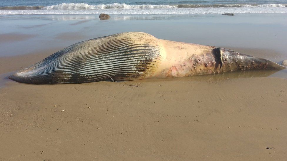 The minke whale was found at Reighton Sands near Filey