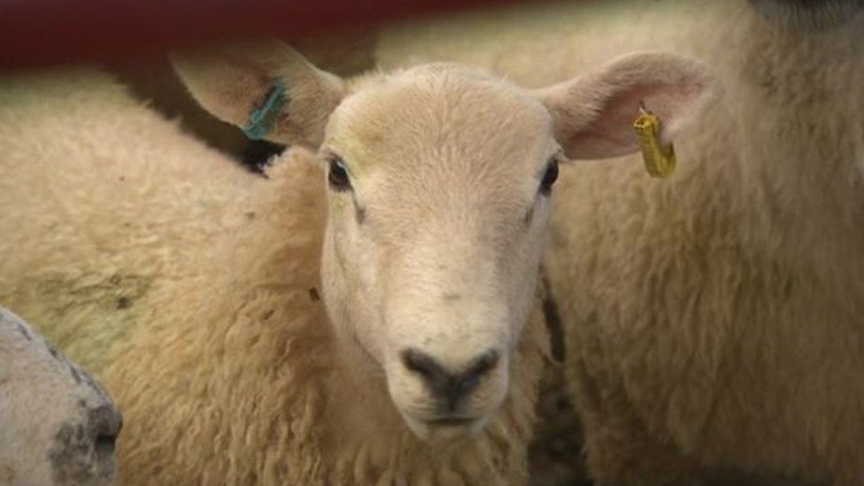 A farm lamb