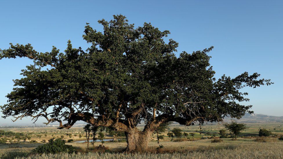 An Odaa tree stands in the town of Dukem, Oromia region, Ethiopia