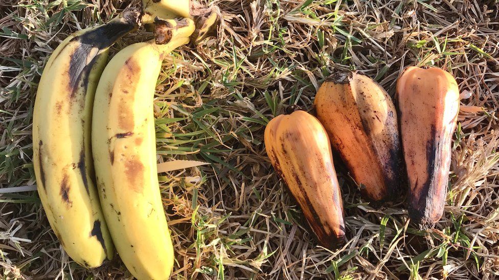 Плоды банана (слева) и энсет (справа)