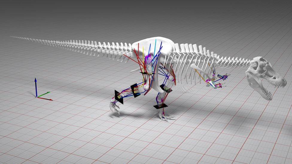 T-rex modelling of gait