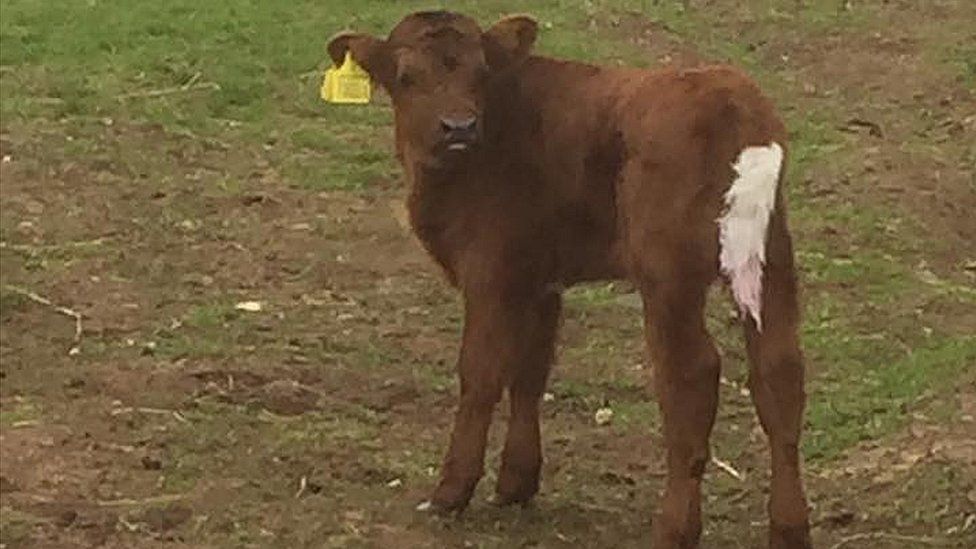 Calf killed over the weekend