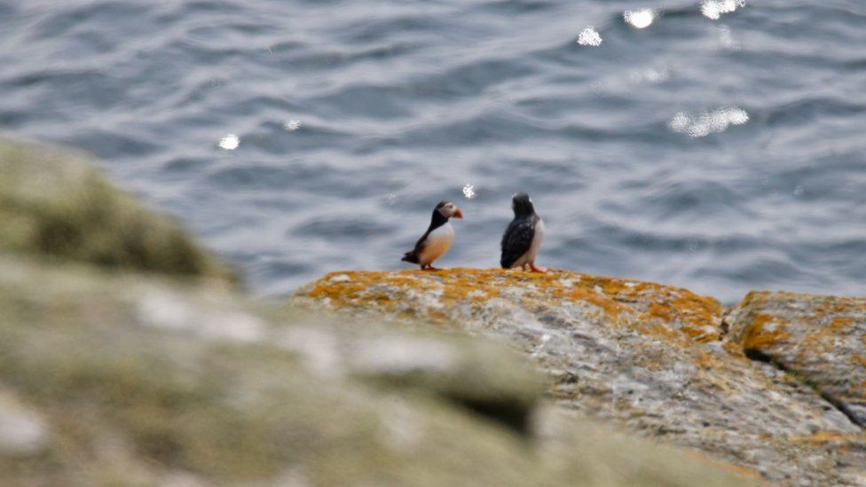 Two puffins standing on rocks on the coast of the Calf of Man