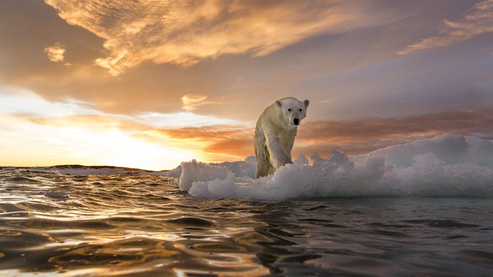 polar bear on a floating bit of ice in the sunset